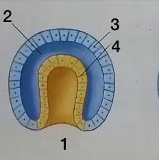 <ol><li><p>Gástrula</p></li><li><p>Blastocele</p></li><li><p>Ectodermo</p></li><li><p>Endodermo</p></li></ol>