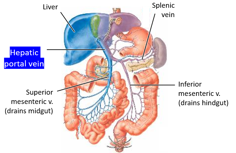 <p>Where does<strong> venous blood </strong>go after being processed by the liver?</p>