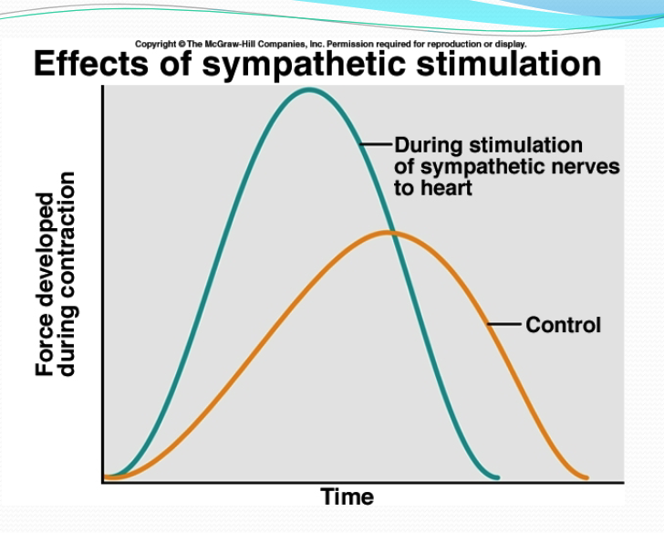 <p>what does a faster rise and fall indicate, and how does this occur?</p>
