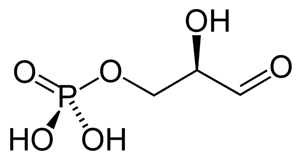 <p>Glyceraldehyde 3-phosphate (G3P)</p>