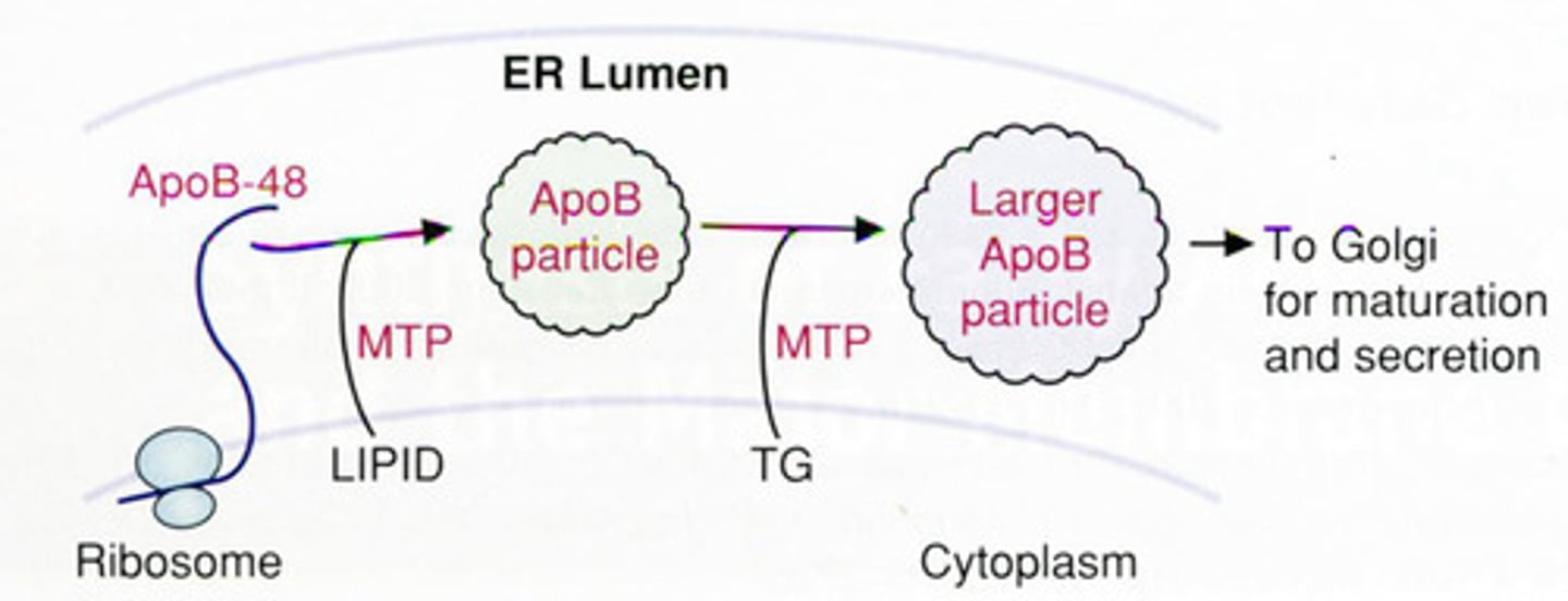 <p>Microsomal Triglyceride Transfer Protein (MTP)</p>