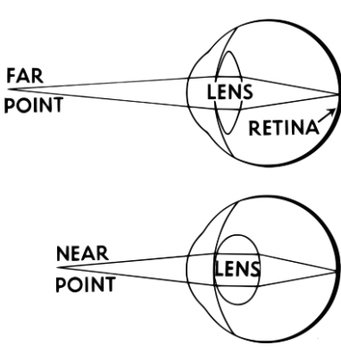 <p>The process of adjusting the lens of the eye to bring objects into focus, providing depth cues both absolutely and relatively.</p>