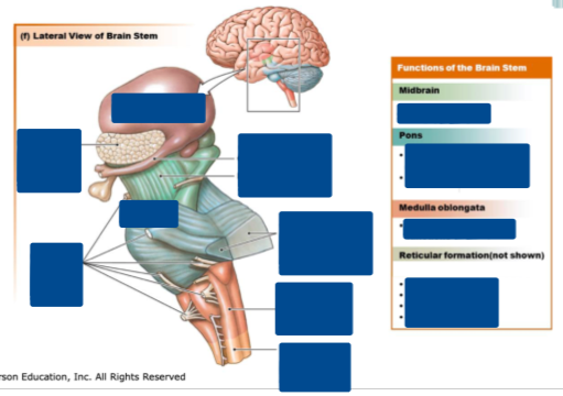 <p>Describe the image (Brain stem (lateral view))</p>