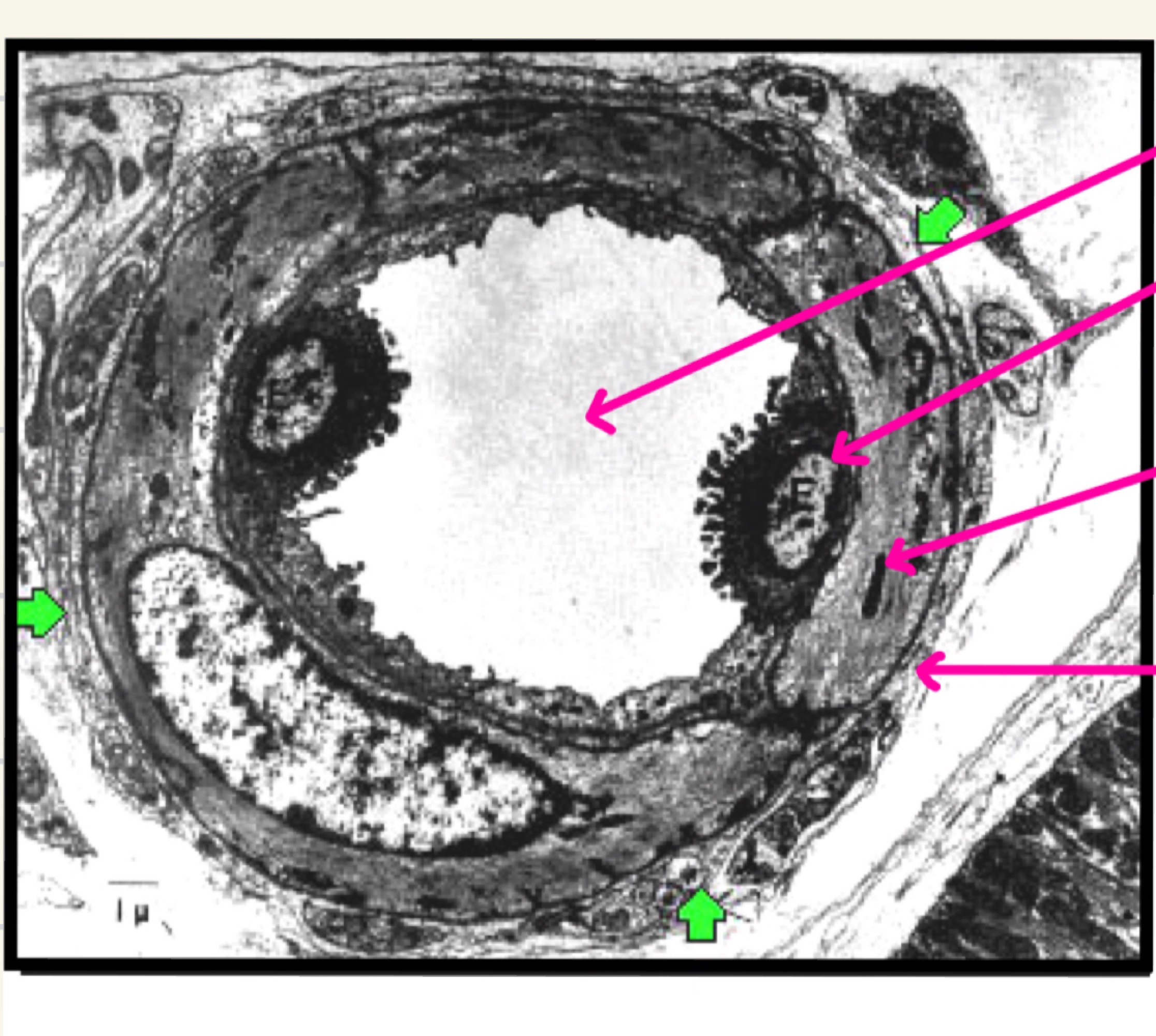 Name the different parts of the blood cells.
