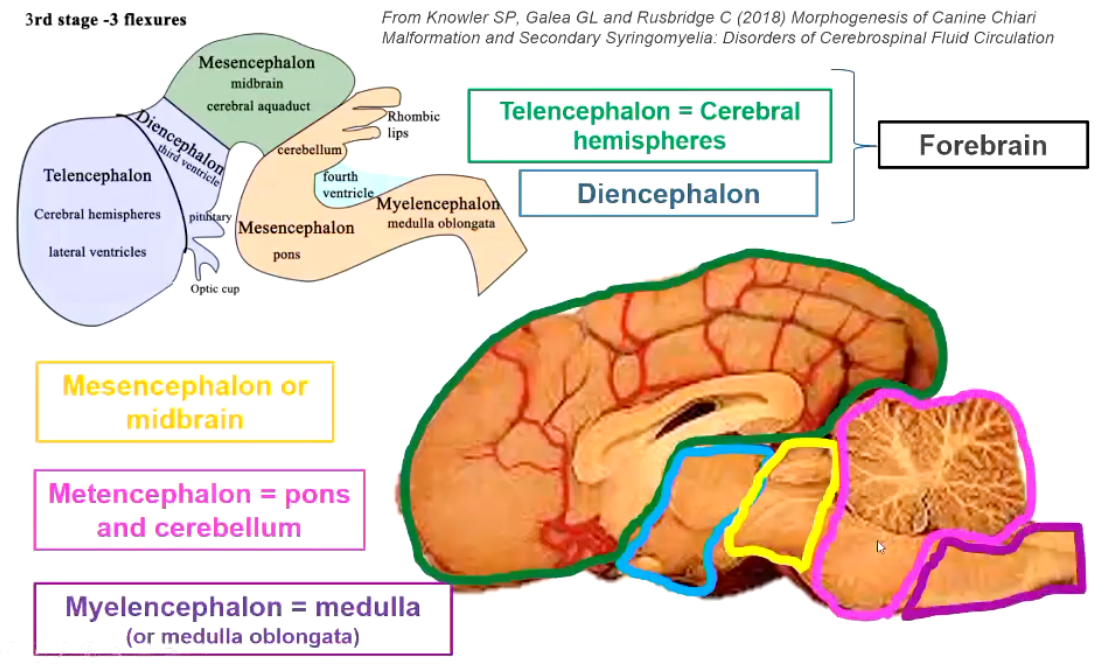 <p><strong>Forebrain</strong></p><ul><li><p>Telencephalon = Cerebral hemispheres</p></li><li><p>Diencephalon</p></li></ul><p></p><p><strong>Midbrain</strong></p><ul><li><p>Mesencephalon </p></li></ul><p></p><p><strong>Pons & Cerebellum</strong></p><ul><li><p>Metencephalon </p></li></ul><p></p><p><strong>Medulla (Or medulla oblongata)</strong></p><ul><li><p>Myelencephalon</p></li></ul><p></p>