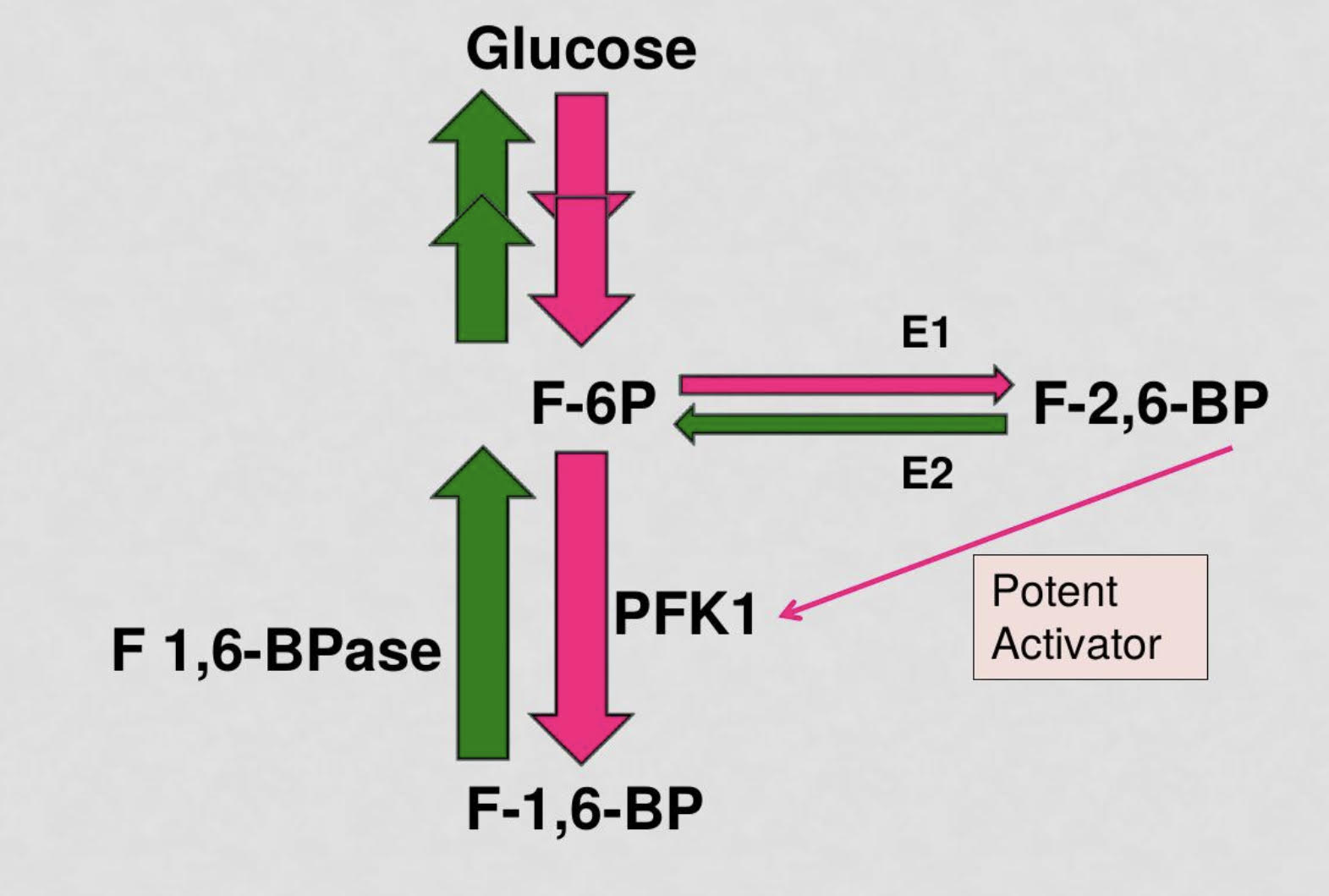 <p>PFK2 uses some fructose-6-phosphate to create F-2,6-BP which is a potent activator of the enzyme PFK1 which facilitates glycolysis</p><p>FBPase2 is an inhibitory enzyme that reduces concentration of F-2,6-BP and increases activation of F-1,6-BPase which converts fructose-1,6-bisphosphate to fructose-6-ohosphate and facilitates gluconeogenesis</p><p>in states of high blood sugar levels, Insulin will be released and PFK2 will be activated to catalyze glycolysis PFK2 will use some fructose-6-phosphate to create fructose-2,6-bisphosphate which will highly catalyze the activity of PFK1 to turn fructose-6-phosphate to fructose-1,6-bisphosphate for glycolysis</p><p>in states of low blood sugar levels, glucagon will be released and FBPase2  will predominate and decrease the concentration of F 2,6 bpase and F1,6BPase will activate to catalyze gluconeogenesis</p><p>when the PKF2 domain of the bifunctional enzyme is phosphorylated, gluconeogenesis is activated due to the increased activity of fructose-1,6-bisphosphatase when the PFK2 domain is not phosphorylated, glycolysis prevails as PFK2 is active</p>