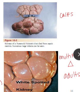 <p>Embolic Nephritis / White Spotted Kidney in <span style="color: rgb(115, 90, 90)">ruminants</span></p>