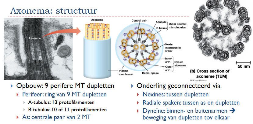 <ul><li><p>9 perifere MT dupletten</p><ul><li><p>Perifeer: ring van 9 MT dupletten</p><ul><li><p>A-tubulus: 13 protofilamenten</p></li><li><p>B-tubulus: 10 of 11 protofilamenten</p></li></ul></li><li><p>As: centrale paar van 2 MT</p></li></ul></li><li><p>Onderling geconnecteerd via</p><ul><li><p>Nexines: tussen dupletten</p></li><li><p>Radiale spaken: tussen as en dupletten</p></li><li><p>Dyneïne: binnen- en buitenarmen → beweging van dupletten tov elkaar </p></li></ul></li></ul><p></p>