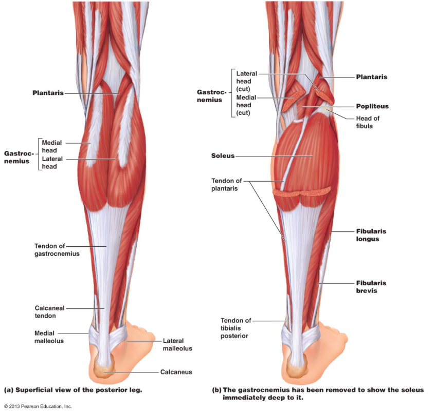 <p>Gastronemius - weak knee flexor when the ankle is not in plantarflexion</p><p>popliteus - internal rotaiton of the tibia to unlock the knee form a locked extended position </p><p>plantaris - absent in many people and a weak contribitor to knee flexion </p>