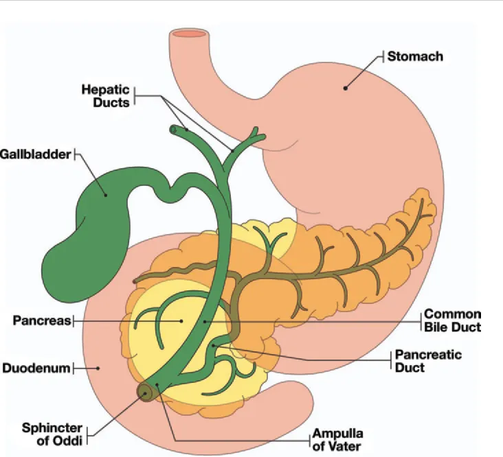 <p><strong><span>What kind of jaundice develops in cancer of the papilla Vateri?</span></strong> </p><p><strong>a) mechanic </strong></p><ul><li><p>as post-hepatic</p></li></ul><p>b) hemolytic</p>