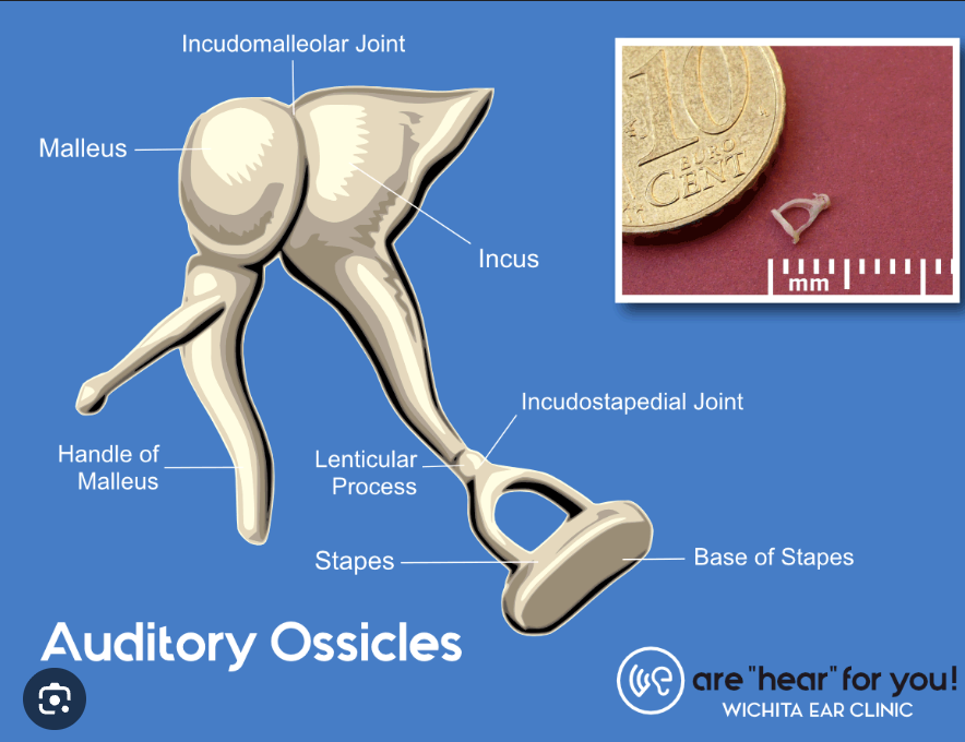 <p>Name the auditory ossicles, and explain how they function in hearing</p>