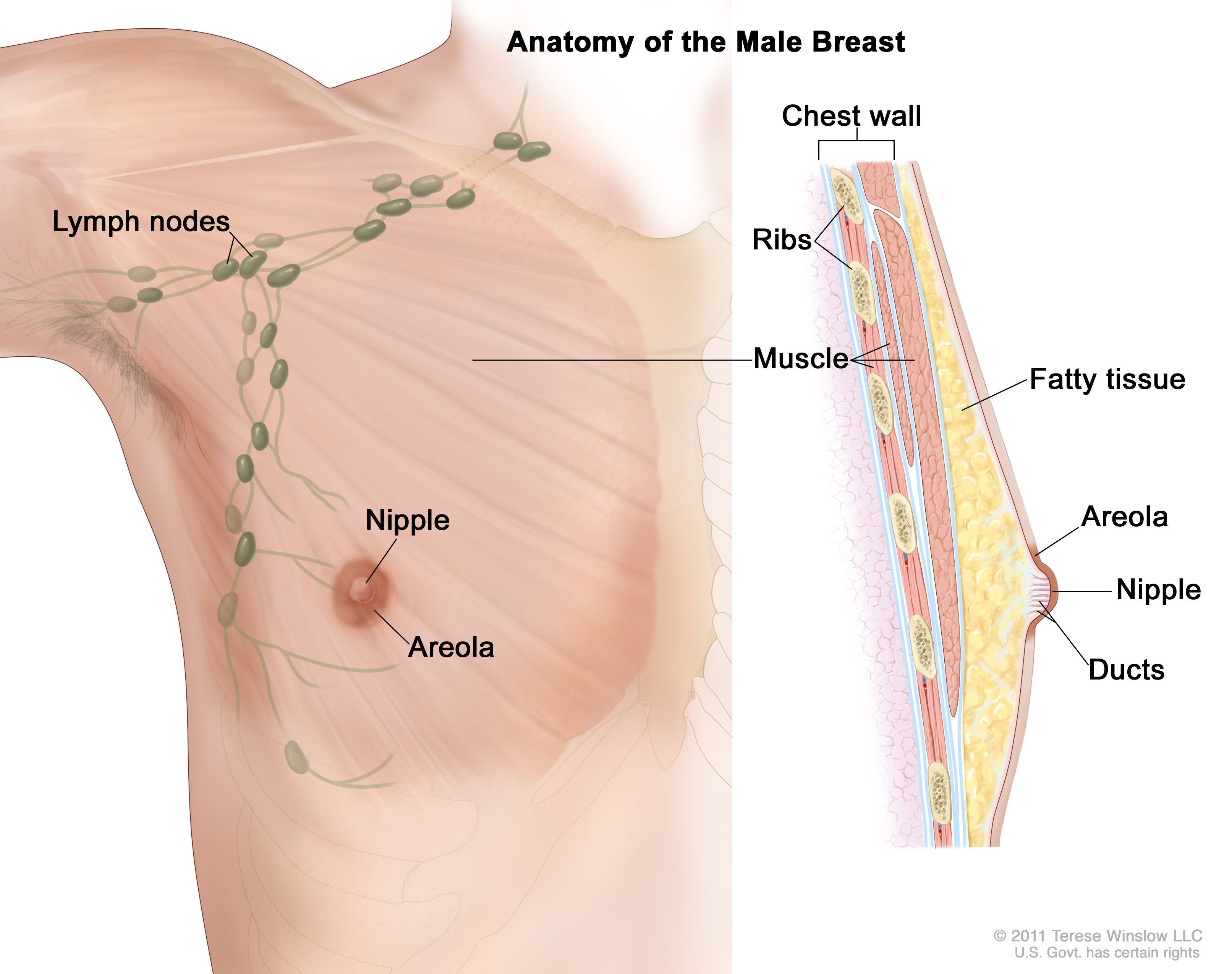 <p><span><span>breast</span></span></p>