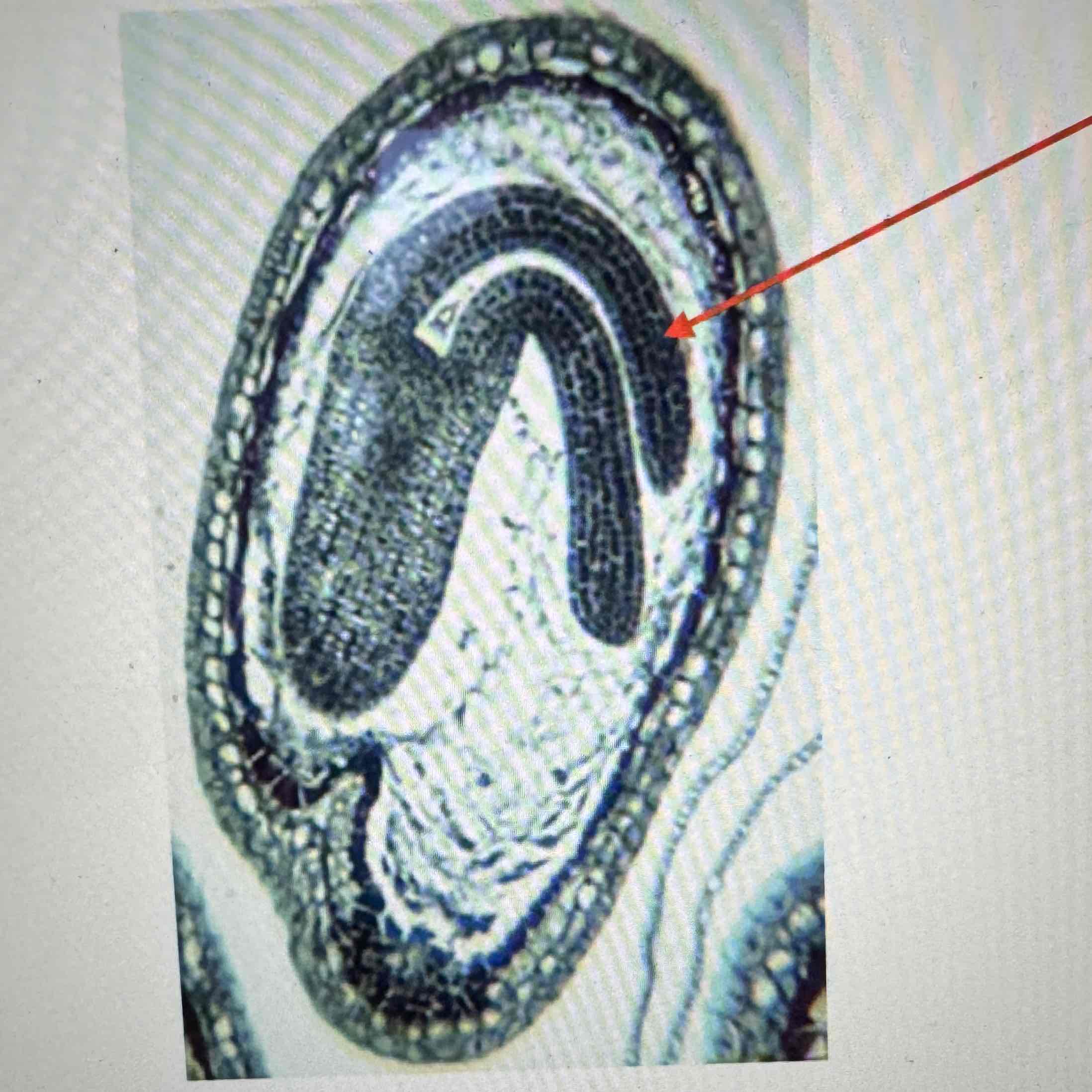 <p>what part of this embryo is the arrow pointing to?</p>