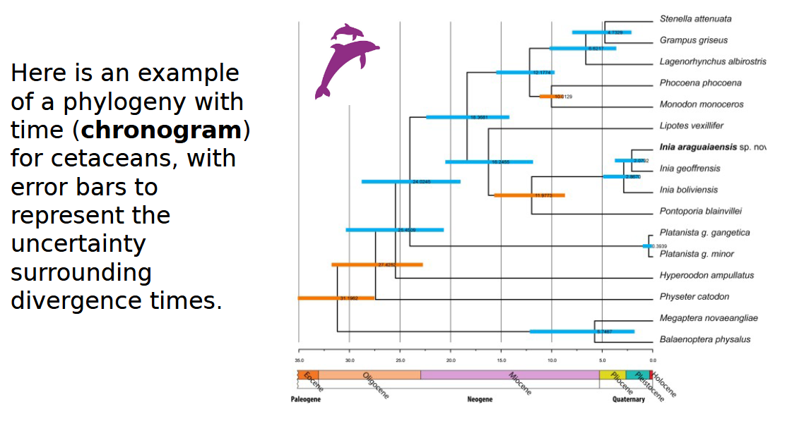 <p><span>phylogenetic tree where branch lengths are scaled to represent time</span></p>