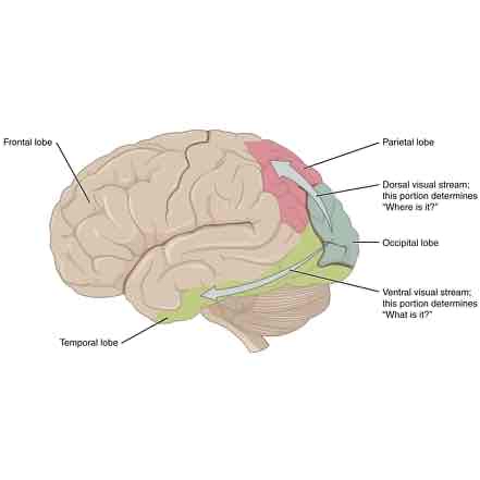 <p>What is the DORSAL stream (V4)?</p>