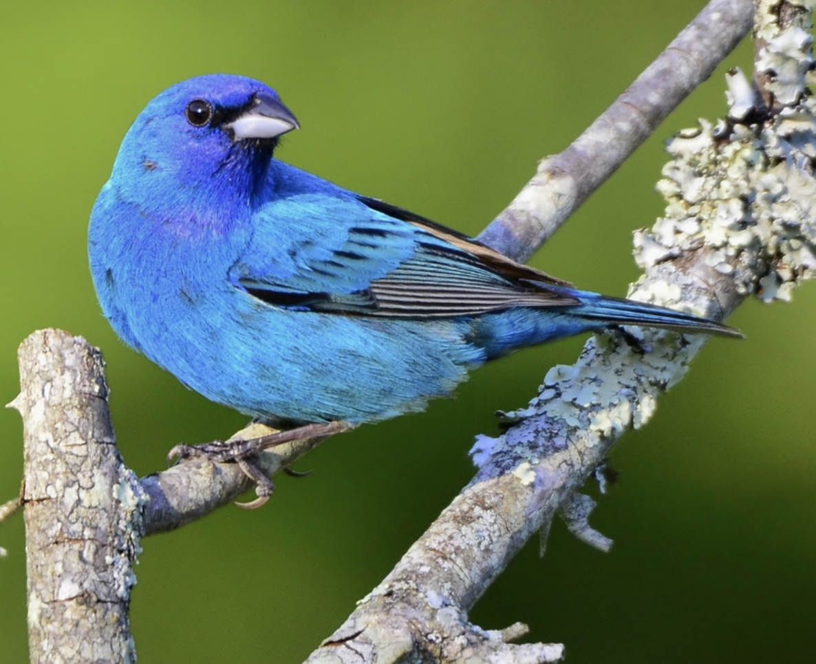 <p>What is this bird?</p>