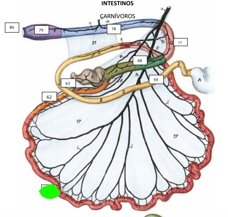 knowt flashcard image