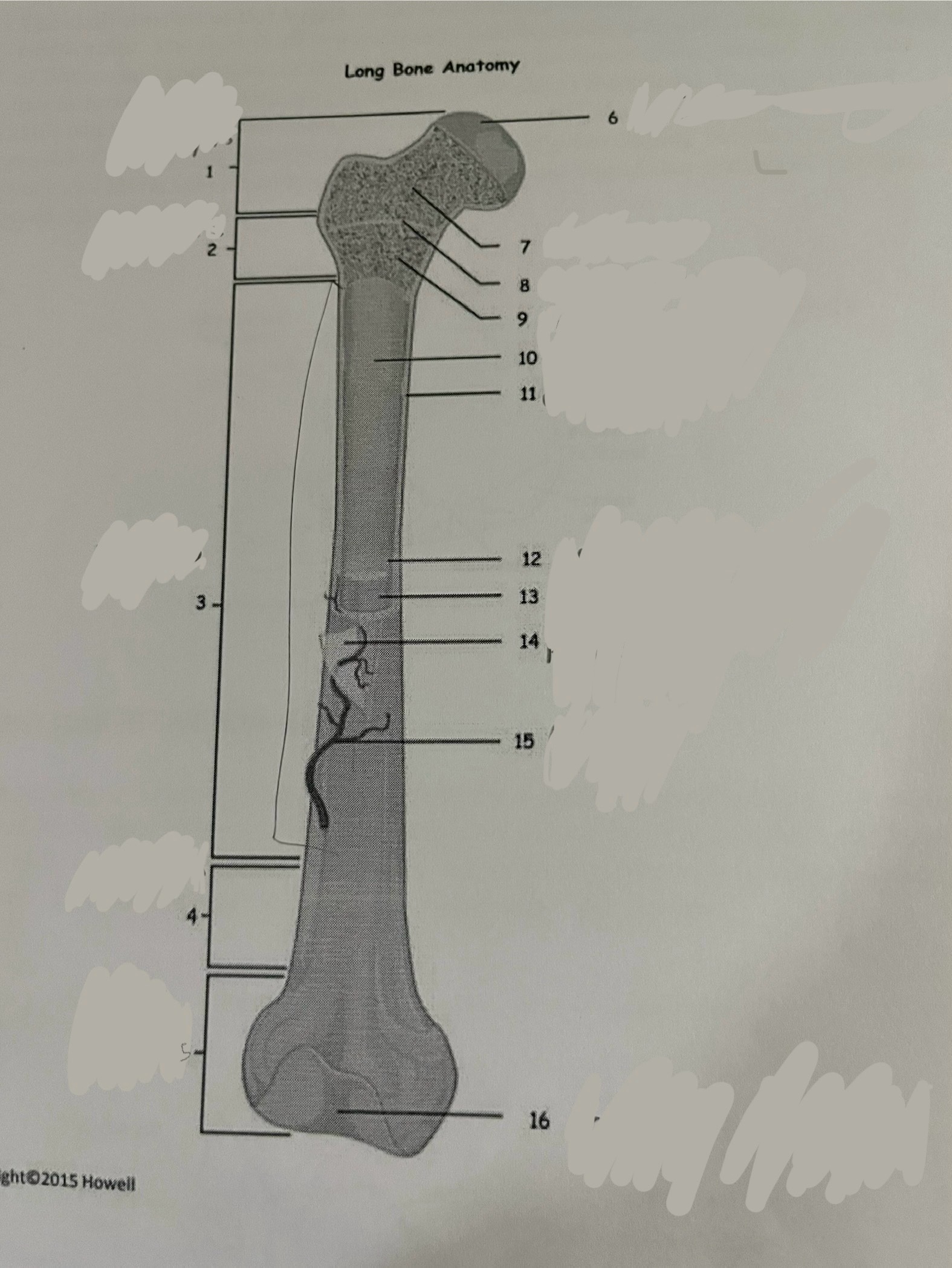 <p>Articular cartilage </p>