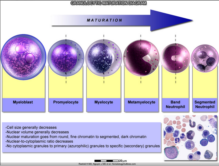 <p><span style="color: purple">1. myeloblast<br>2. promyelocyte <br>3. myelocyte <br>4. metamyelocyte</span> <br>5. band<br>6. segmented</p><p></p><p>(<span style="color: purple">purple</span>=BM, Black=blood)</p>