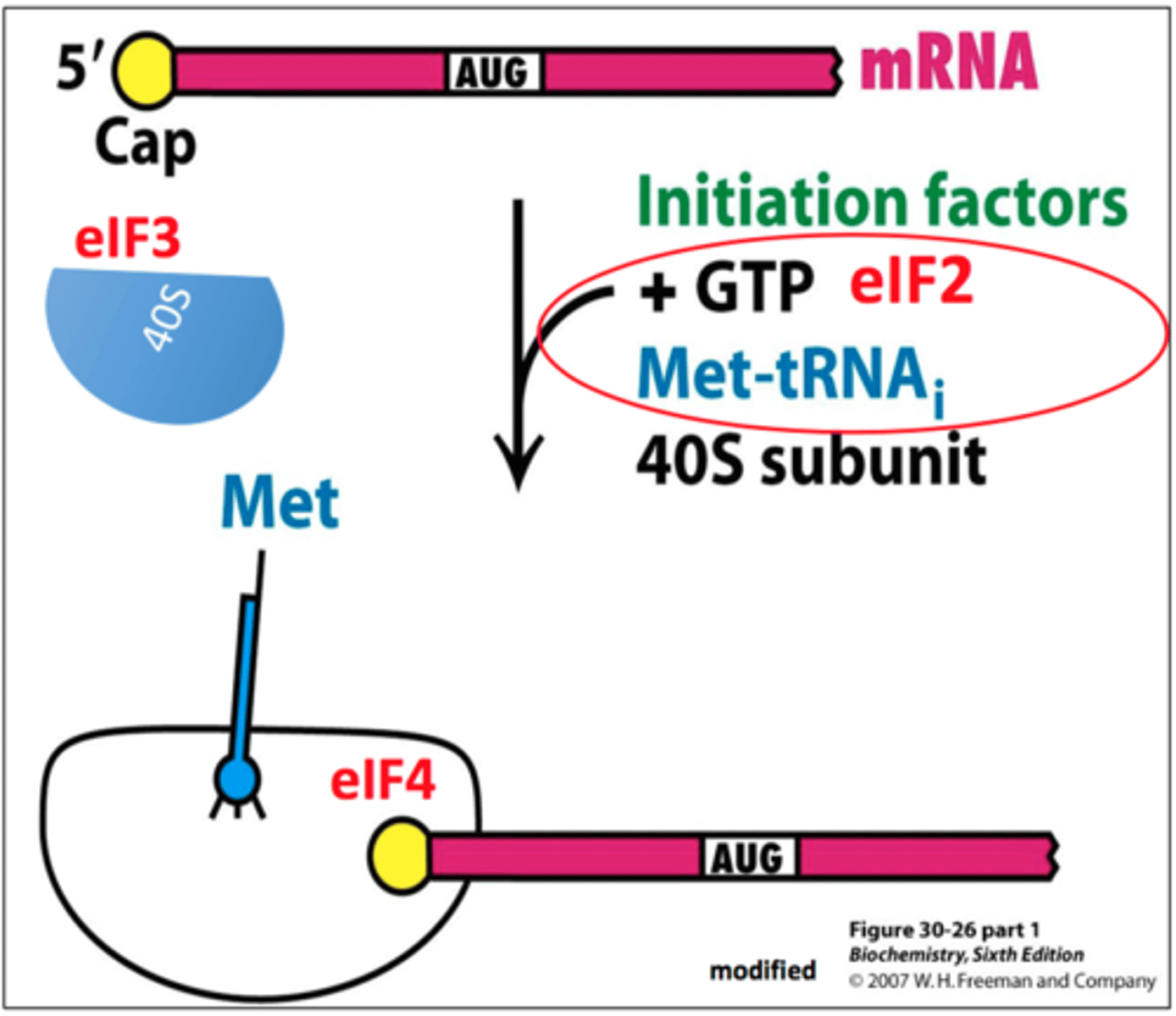 <p>Early elongation complex</p>