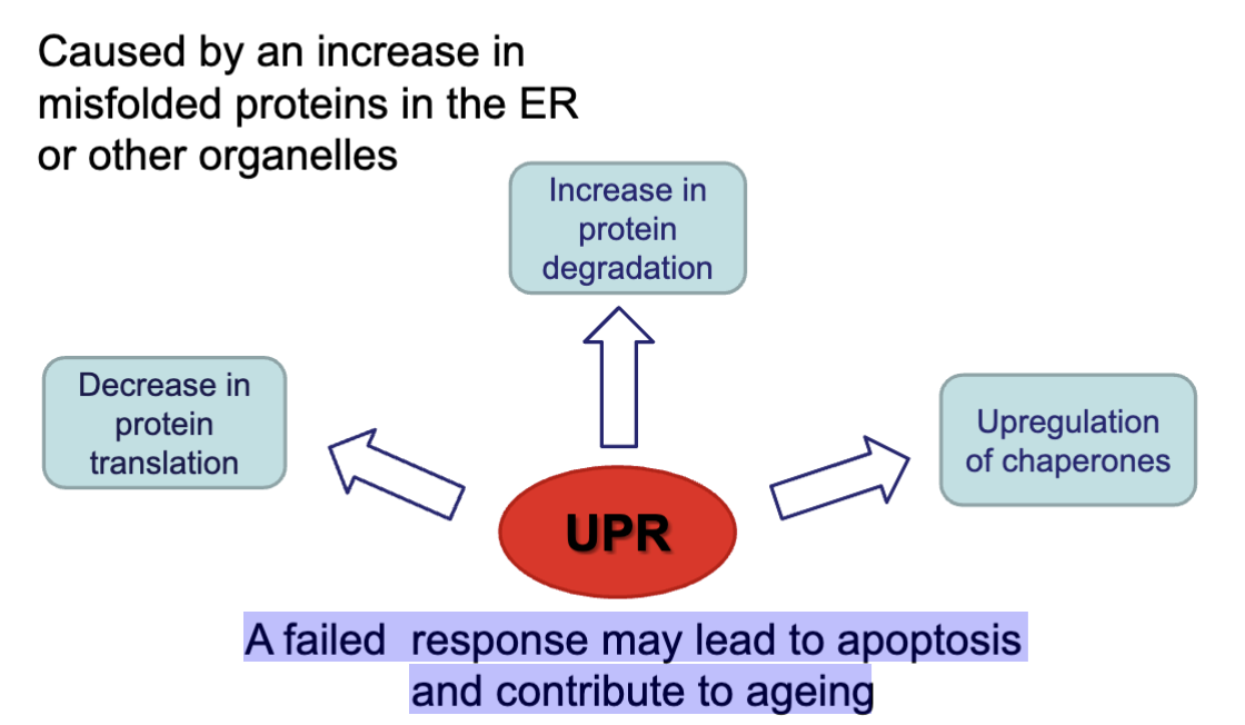 <p>Caused by an increase in misfolded proteins in the ER or other organelles </p><ul><li><p>A failed response may lead to apoptosis and contribute to ageing</p></li></ul><p></p>