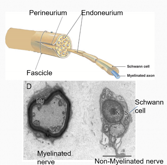 <p>Blood vessels, myelin sheath, and perineurium of fascicle/bundle</p>