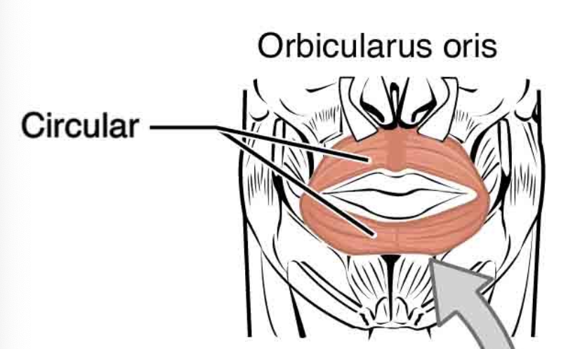 <p>Fascicles in concentric circular arrangement; enclose an orfice (opening) - form sphincter muscles</p><p>ie. Oribicularis oculi muscle</p>