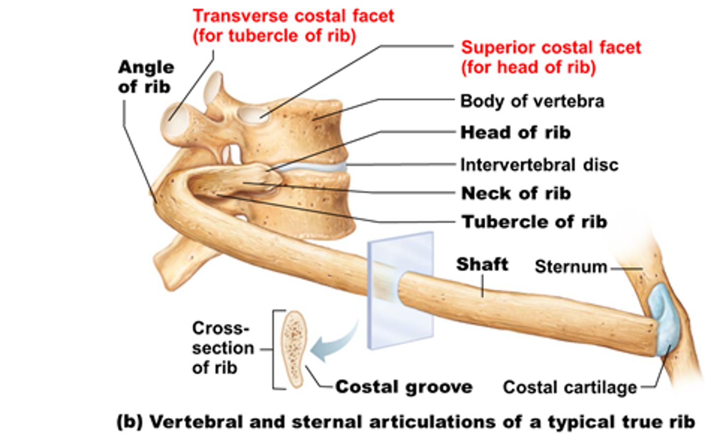 <p>Head with vertebral body, tubercle with transverse process</p>
