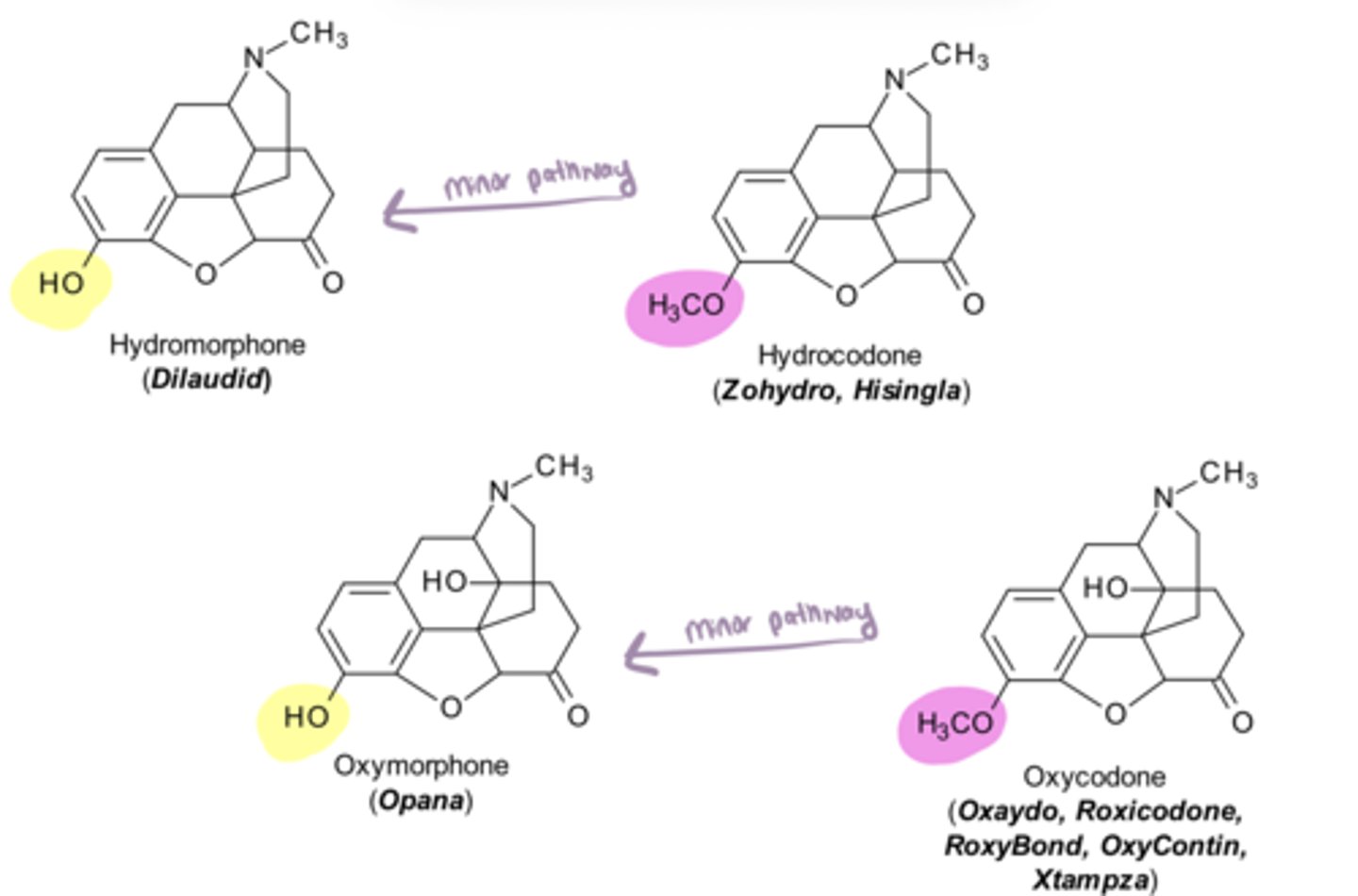<p>hydrocodone and oxycodone→ has C3-____</p><p>hydromorphone and oxymorphone→ has C3-____ </p>
