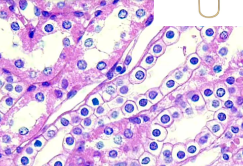 <ul><li><p>single layer of cells, as tall as wide</p></li><li><p>nucle in middle</p></li><li><p>absorption and secretion</p></li><li><p>kidney tubules, endocrdine glands</p></li></ul><p></p>