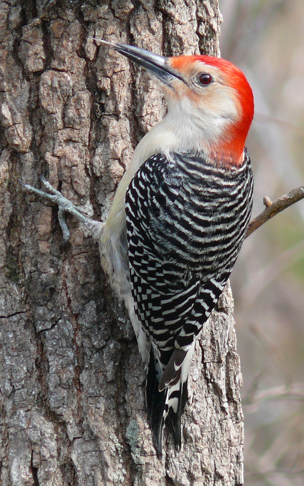 <ul><li><p>Woodpecker-like</p></li><li><p>Pale belly</p></li><li><p>Dark and light striped topside</p></li><li><p>Red on crown of head exclusively</p></li></ul><p></p>