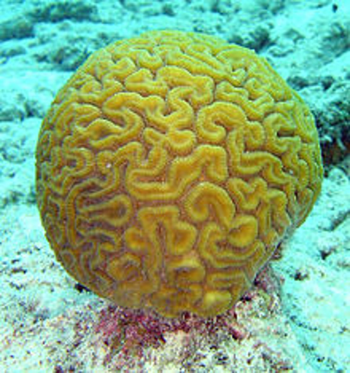 <p>reef building corals</p>