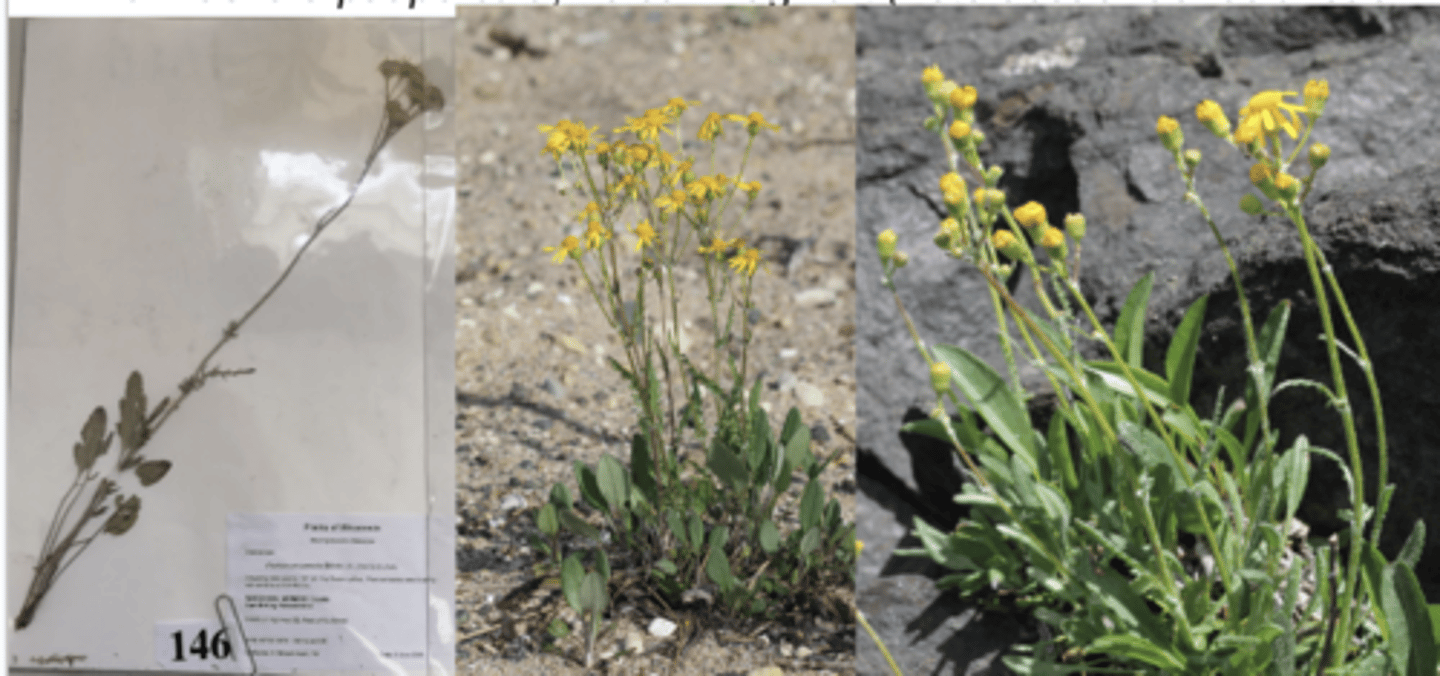 <ul><li><p>round basal with divided cauline leaves</p></li><li><p>tube flower</p></li></ul><p>Species</p>