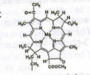 <p>The structure shown to the right is </p>
