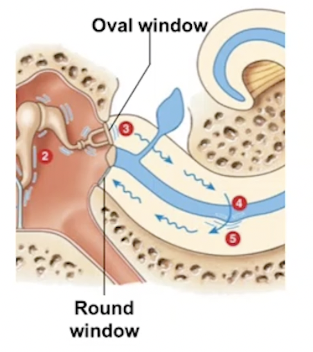 <p>Oval</p><ul><li><p>Opening in the bone, partitions middle ear to start of cochlea </p></li><li><p>Movement causes pressure waves within perilymph</p></li></ul><p>Round</p><ul><li><p>thin membrane that separates end of cochlea from middle ear </p></li><li><p>absorbs pressure waves </p></li></ul><p></p>
