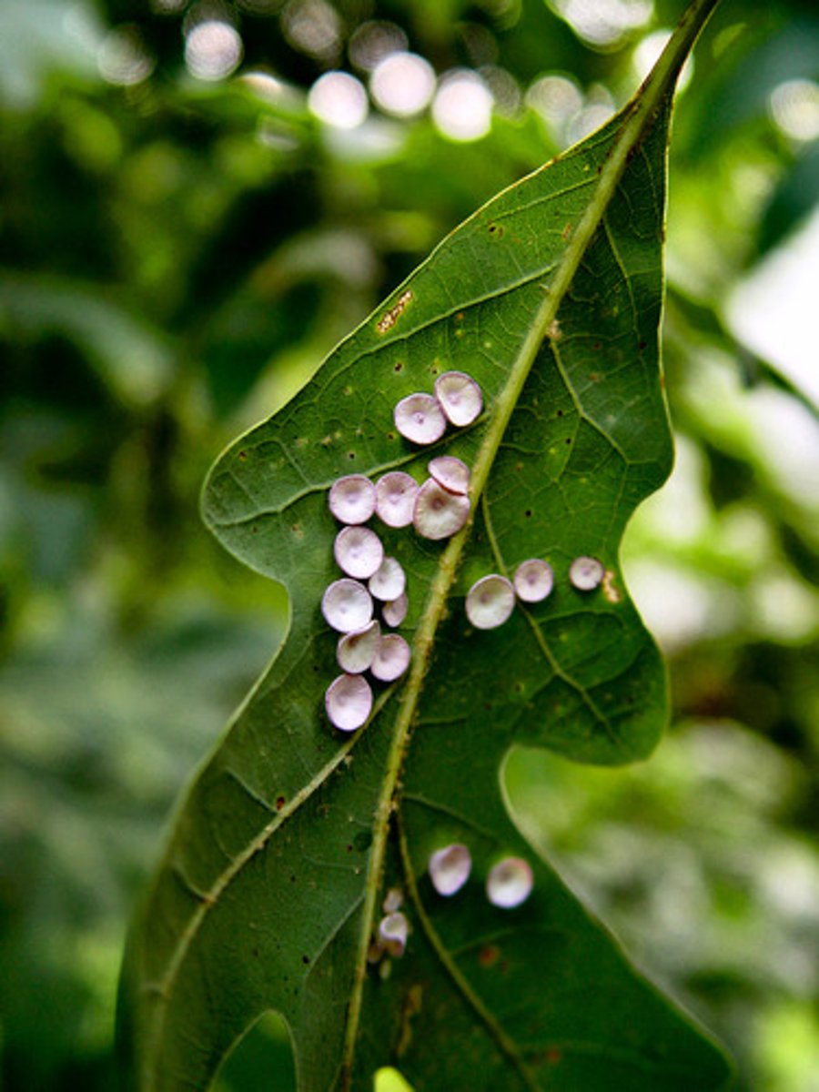 <p>A relationship between two organisms of different species where one benefits and the other is harmed</p>