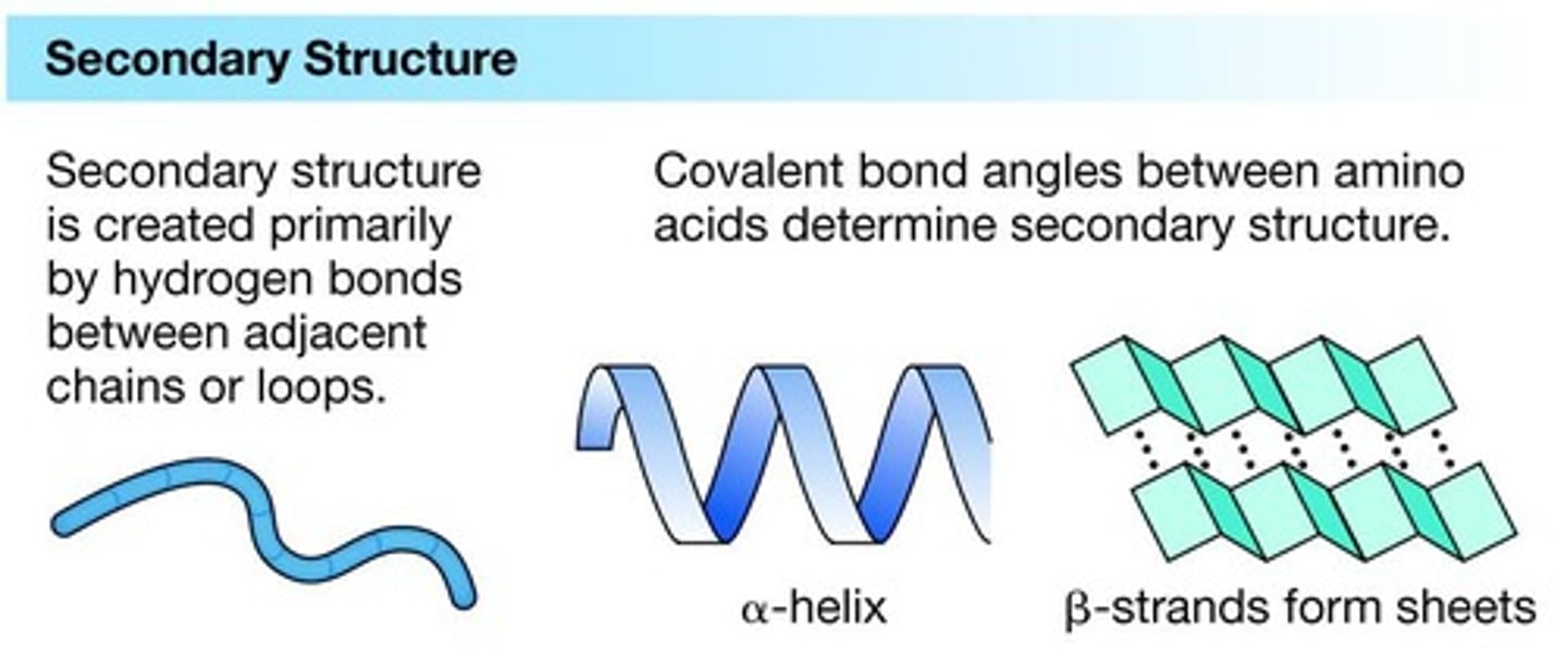 <p>Folding/twisting of neighboring amino acids in a protein.</p>