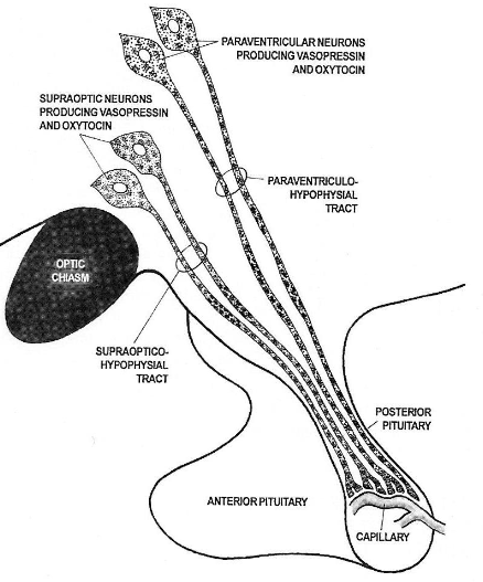 <p>The bulk of the lobus nervosus is formed by the terminations of neurosecretory axons from the hypothalamo-hypophyseal tract and fenestrated capillaries into which the neurohormones are released.</p>
