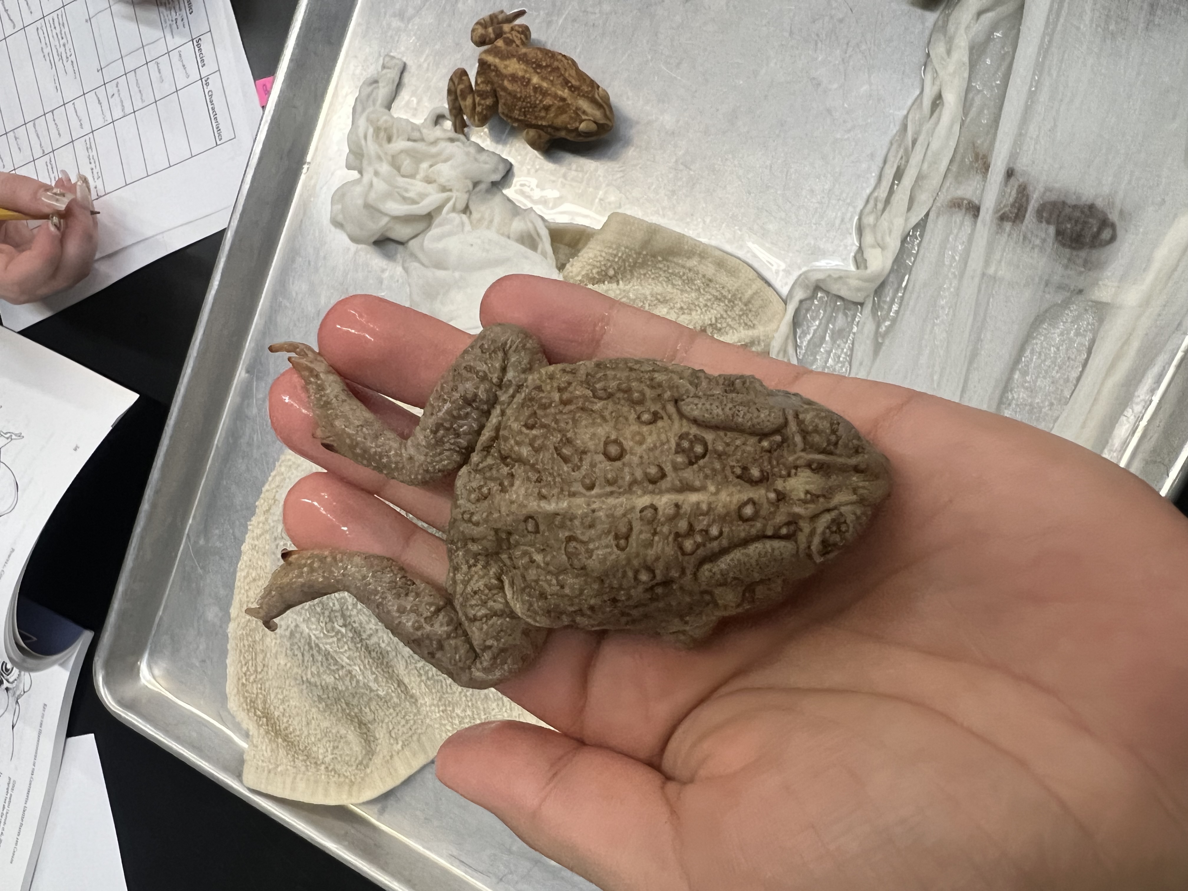 <p>What’s the <strong>family</strong> name?</p>