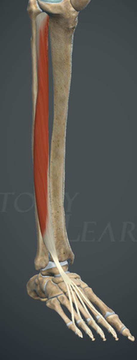 <p>nerw strzałkowy głęboki</p>