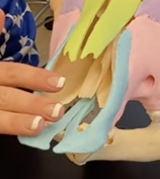 <p>top of mouth </p>