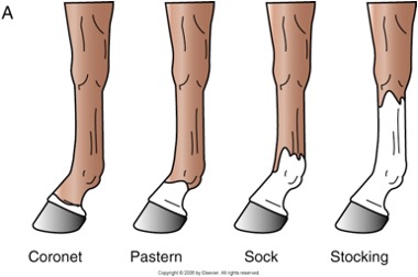 <ul><li><p><span>Coronet</span></p></li><li><p><span>Pastern</span></p></li><li><p><span>Sock</span></p></li><li><p><span>Stocking</span></p></li></ul><p></p>