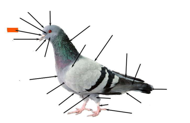 term image