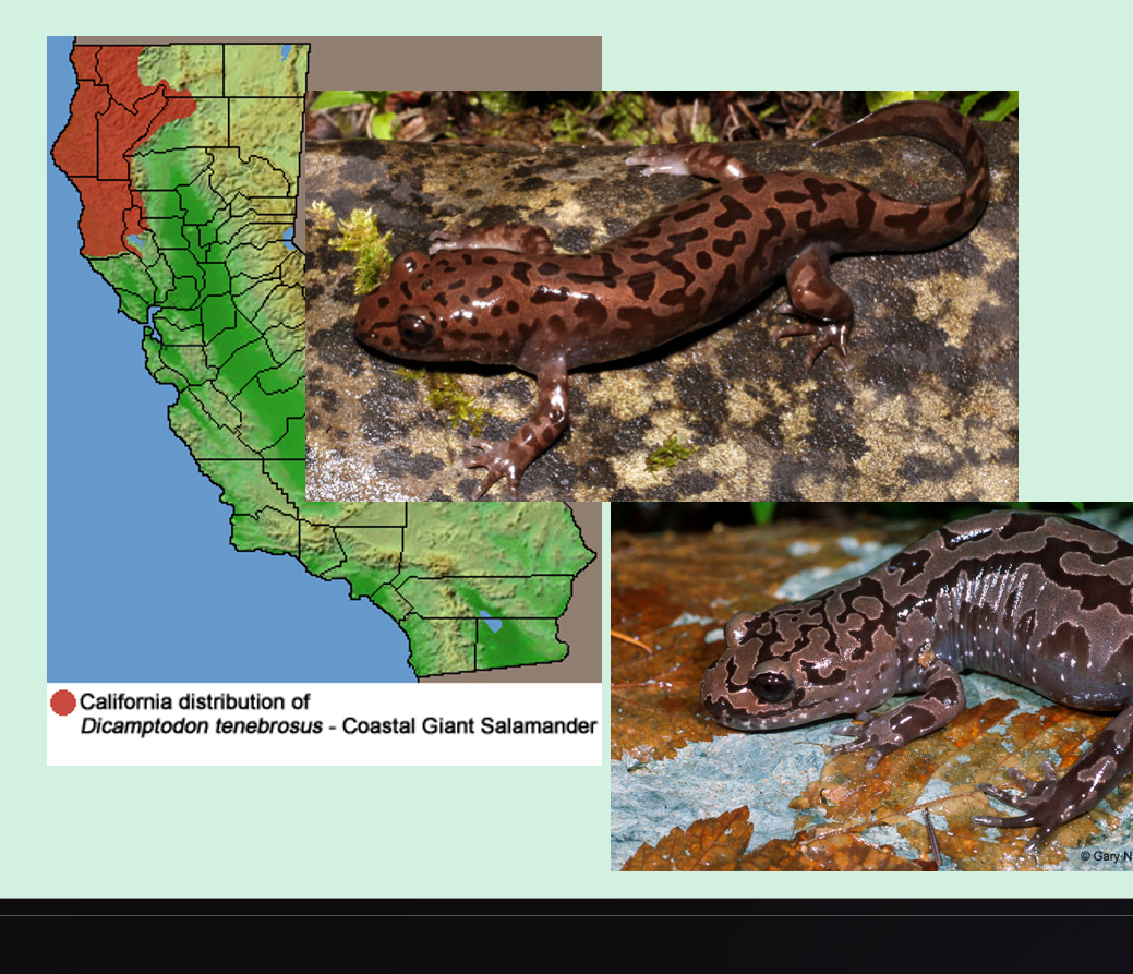 <ul><li><p><span>Pacific giant salamander. Occurs from Mendocino County</span><br><span>north.</span></p></li><li><p><span>There is a narrow contact zone between the two species in southern Mendocino County</span></p></li></ul><p></p>