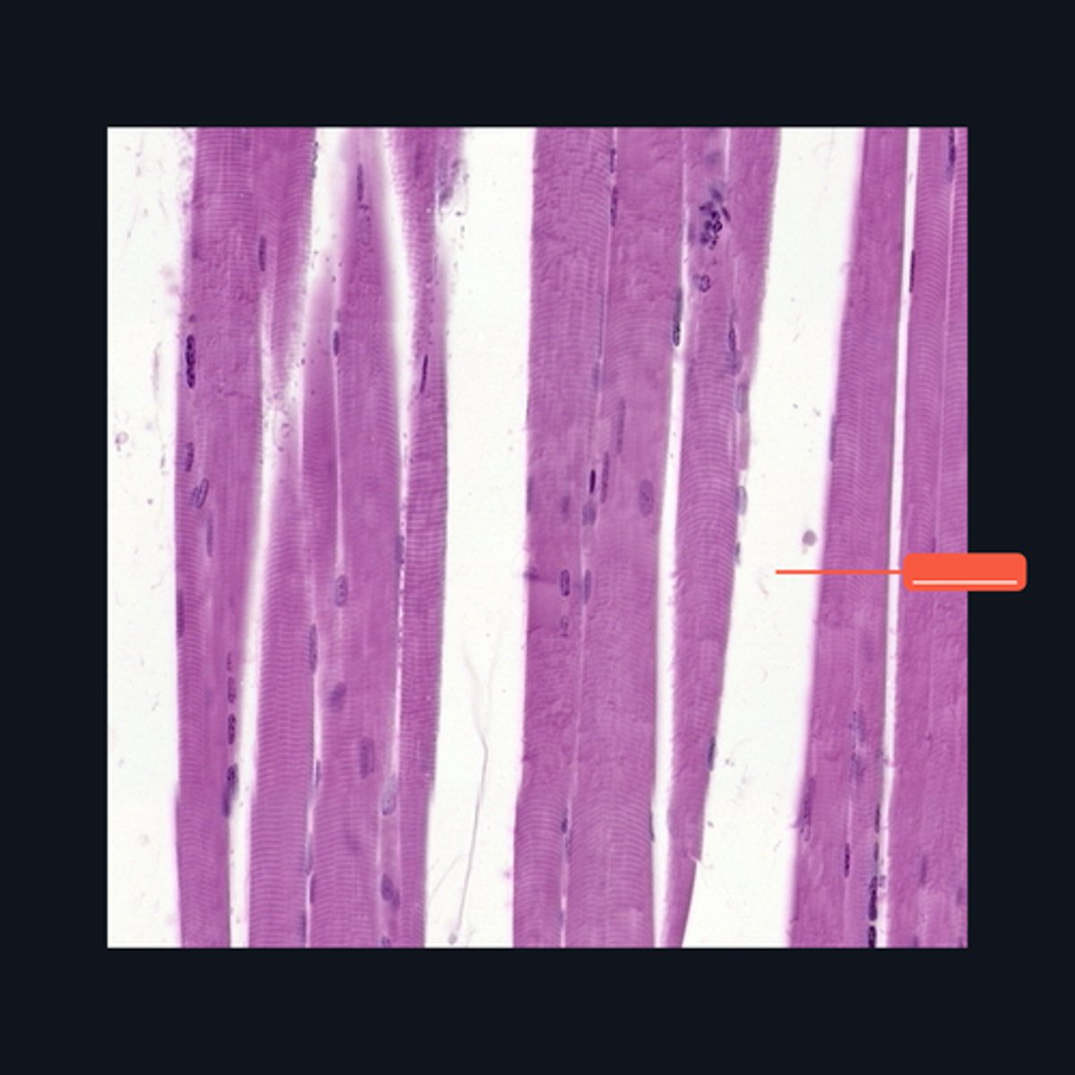 <p>Identify the structure</p>