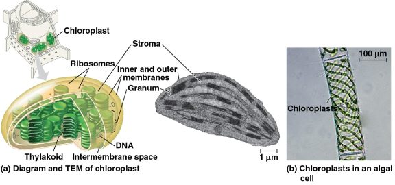 <p>Chloroplasts</p>