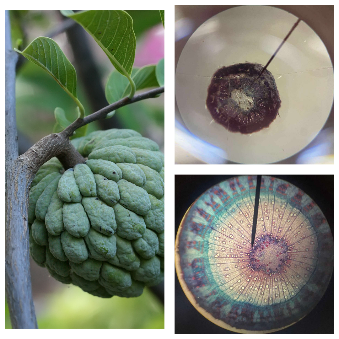 <p>atis; custard apple</p>