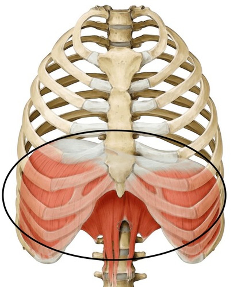 <p>Below the heart and lungs</p>
