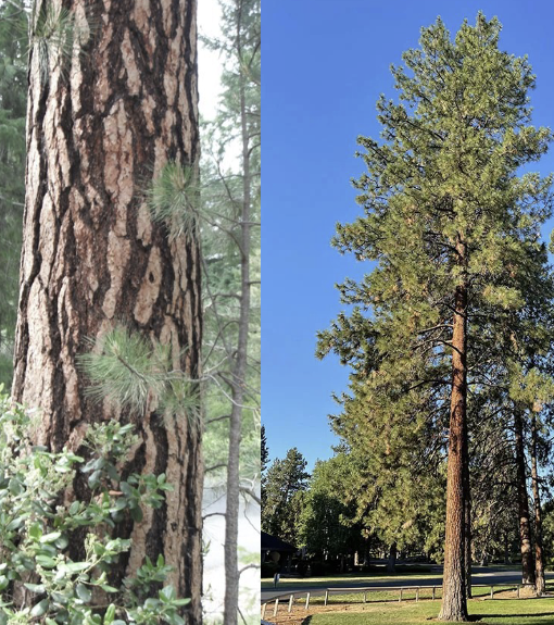 <p>Ponderosa Pine</p>