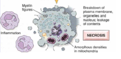 <p>Bd of pm, organelles and leakage of cellular contents</p>